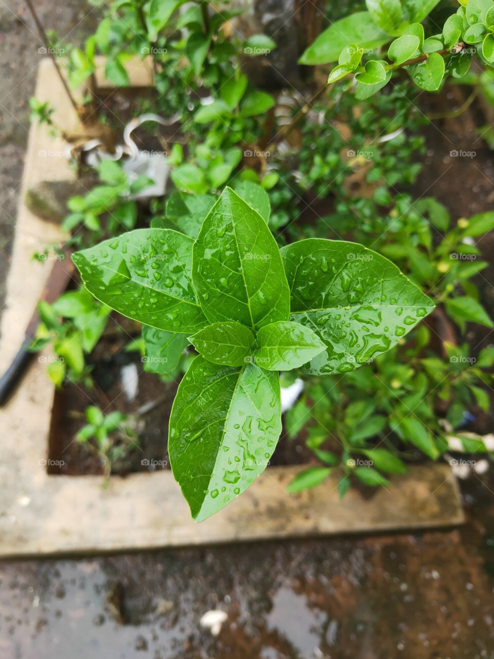 Very green sapling with water droplets on top occurs naturally