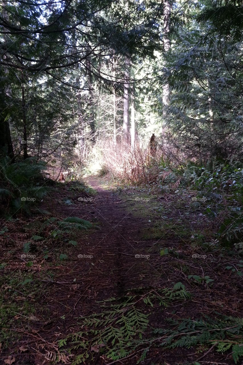 Dark Woods Path . From my morning walk today. 