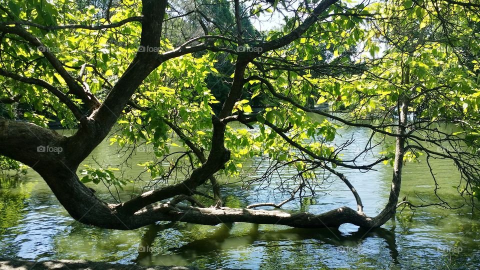 Centennial park Tennis