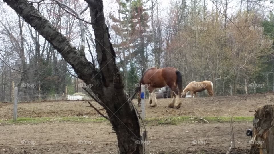 farm woods outdoors landscape rural horses