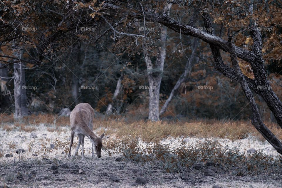 A deer is looking for food in a national park