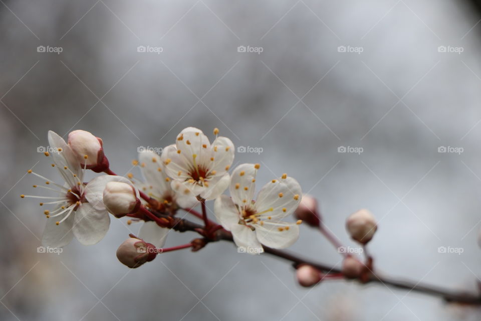 Blossoms in early spring, monochromatic 