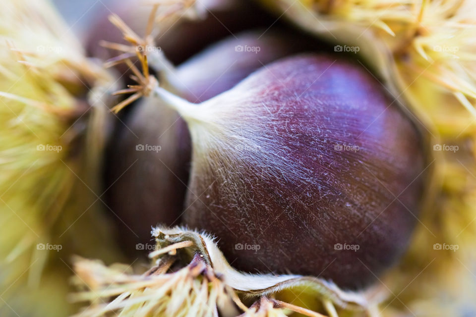 Fresh Chestnuts In Green Curl