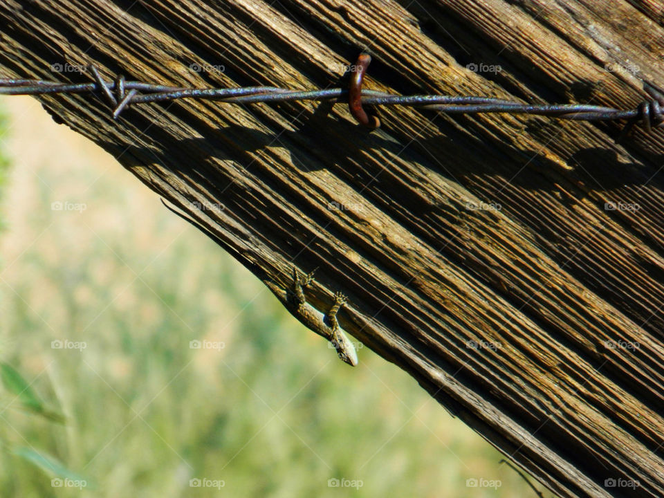 wood summer fence arizona by katers596