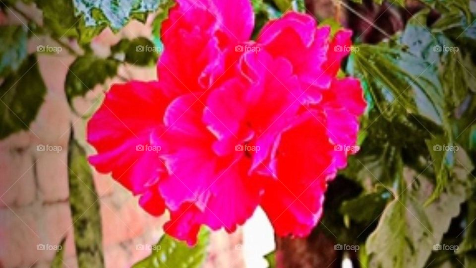 Red hibiscus flowers 🌺🌹