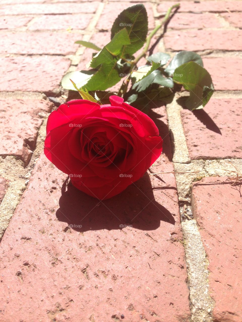 Stunning red rose on bricks in the afternoon sunlight. 