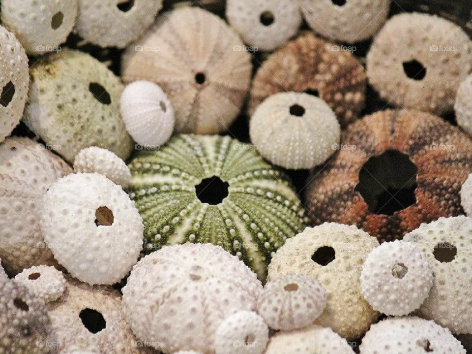 Sea urchin collection