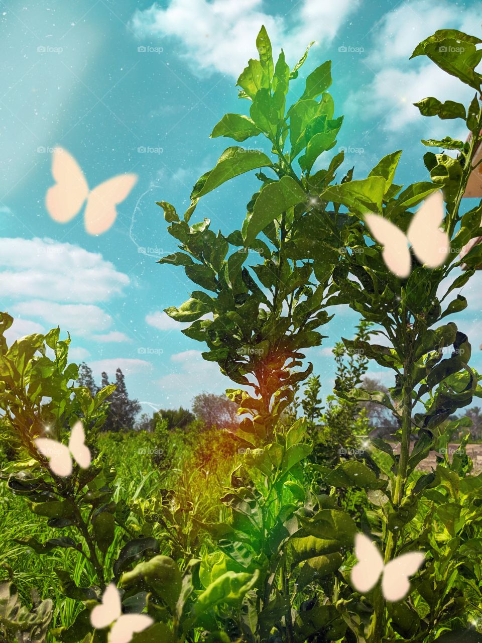 Look deep into nature, and then you will understand everything better. 
—Albert Einstein.