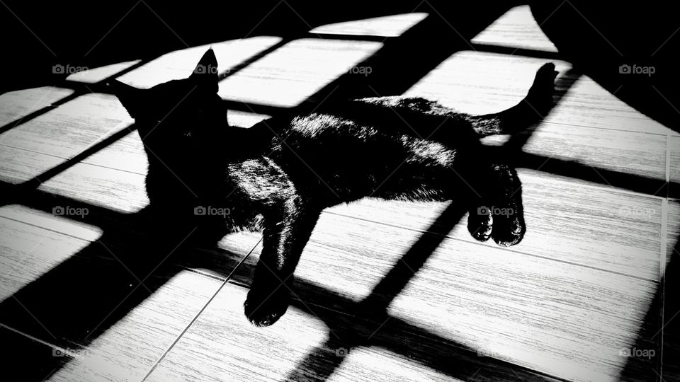 Gato preto na sombra