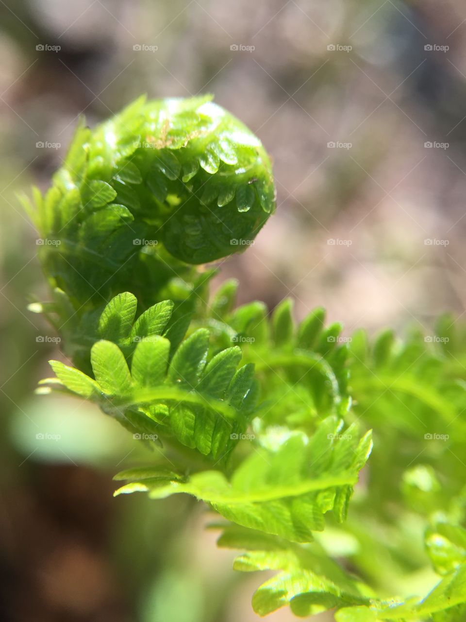 Ferns starting to blossom 