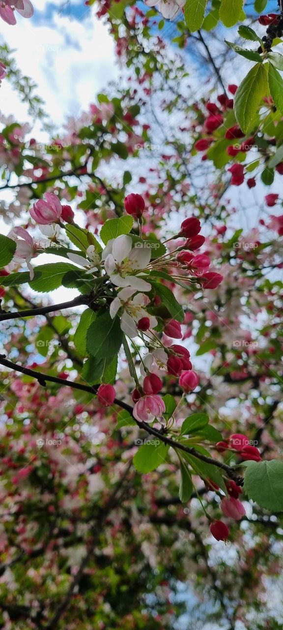 European Crab Apple blossoms