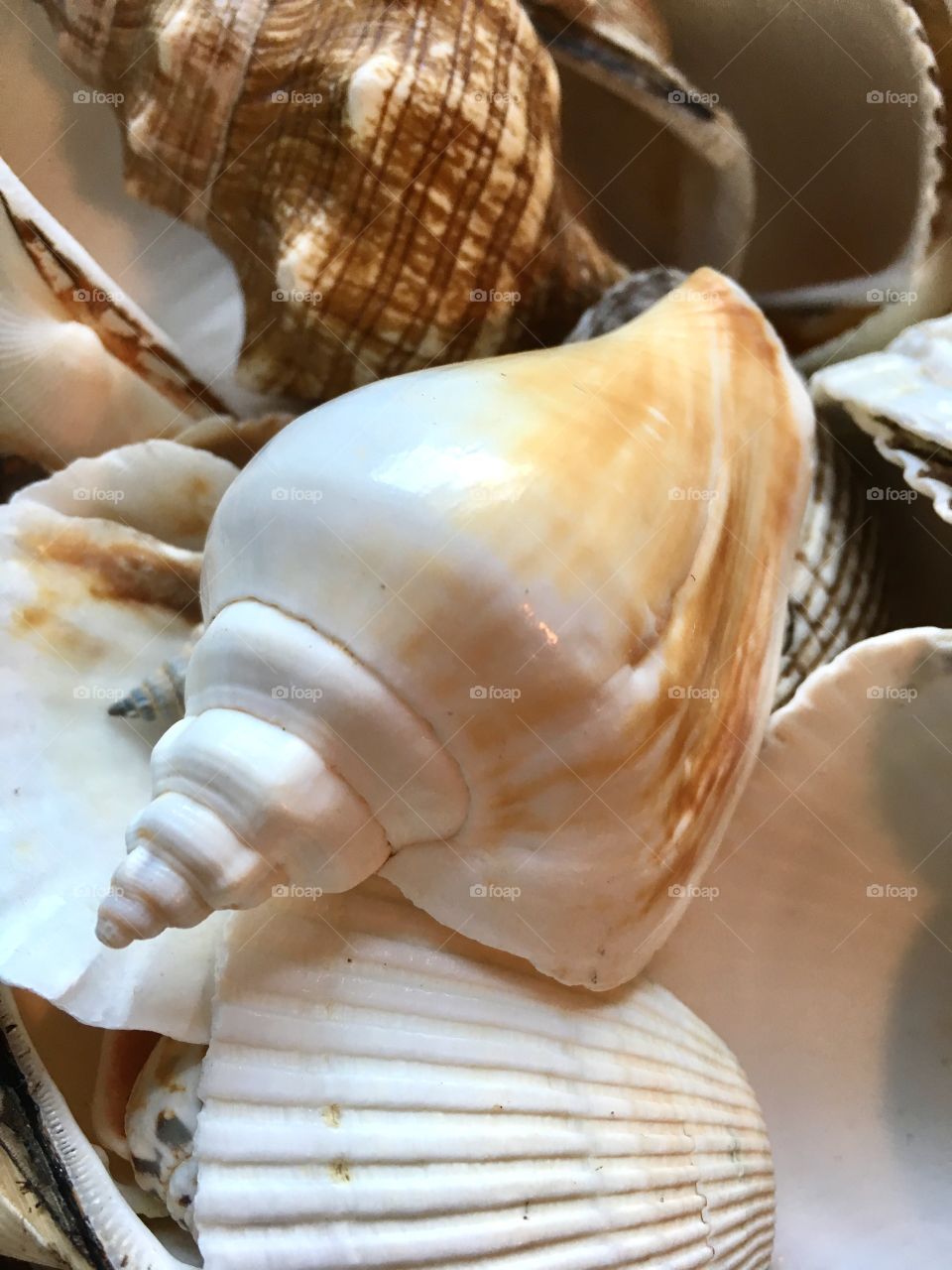 Seashell wishes 