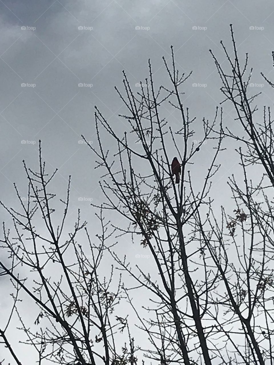 Cardinal in the tree