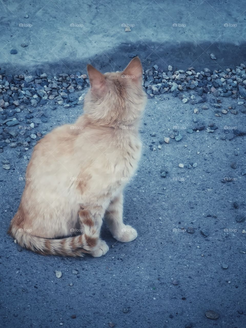 Cat outdoor street alone homeless Red Black White