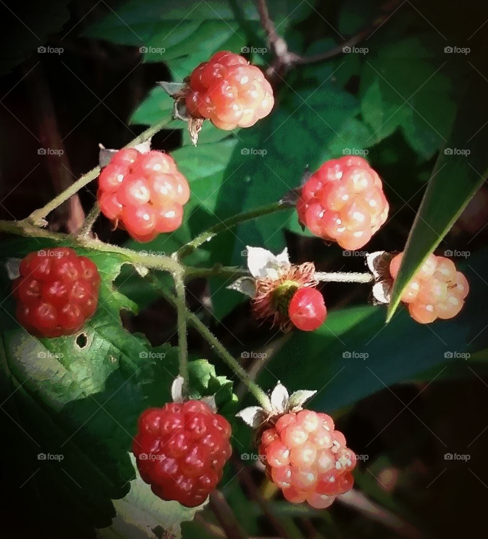 wild blackberry bush
