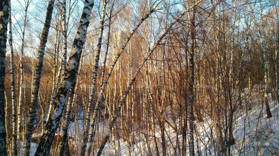 Winter forest trees