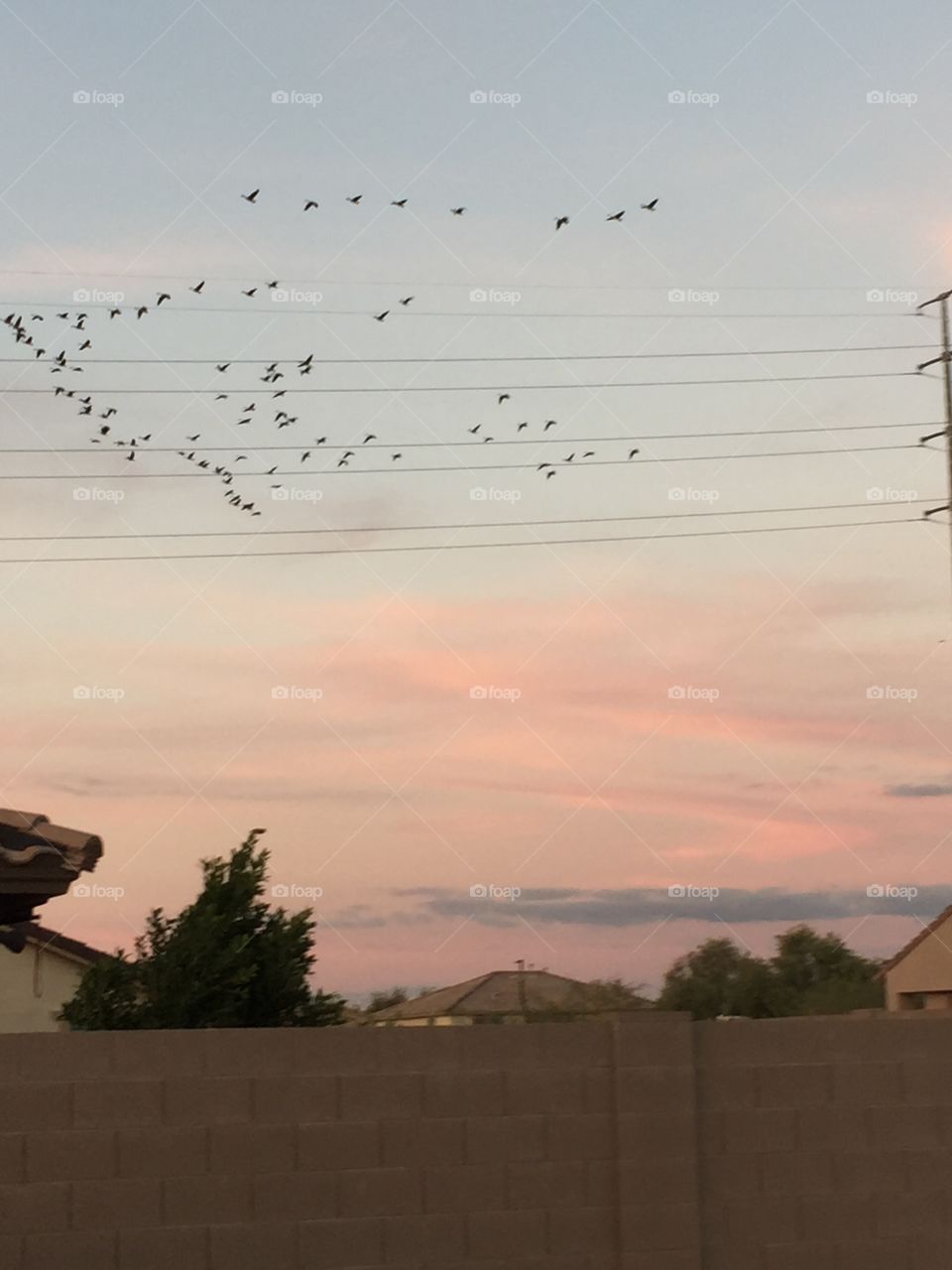 flock of geese 