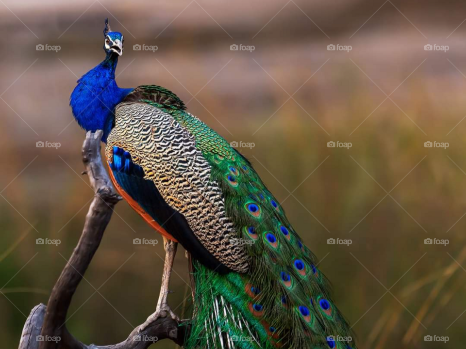 peacock speak