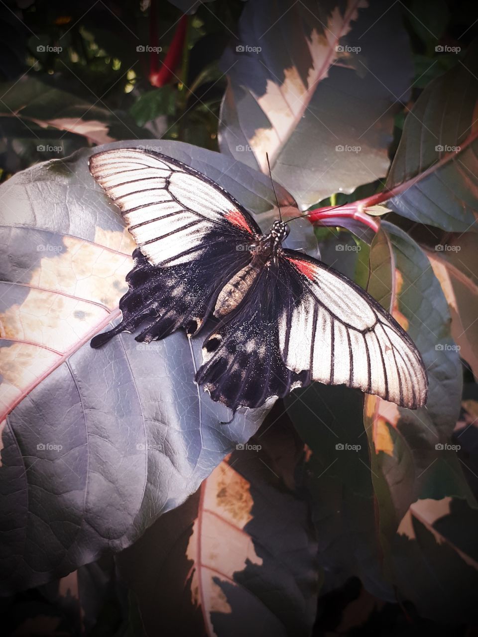 This I took at the Calgary zoo. it reminds me how relaxing life can be sitting in the butterfly nest