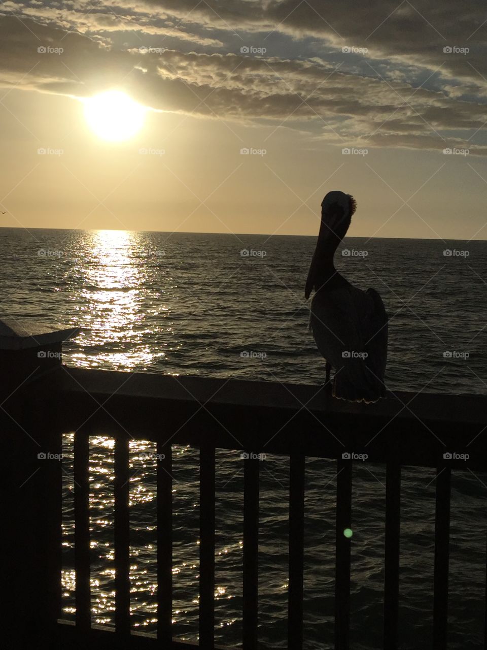 Pelican In A Beautiful Sunset Over The Beach Waters