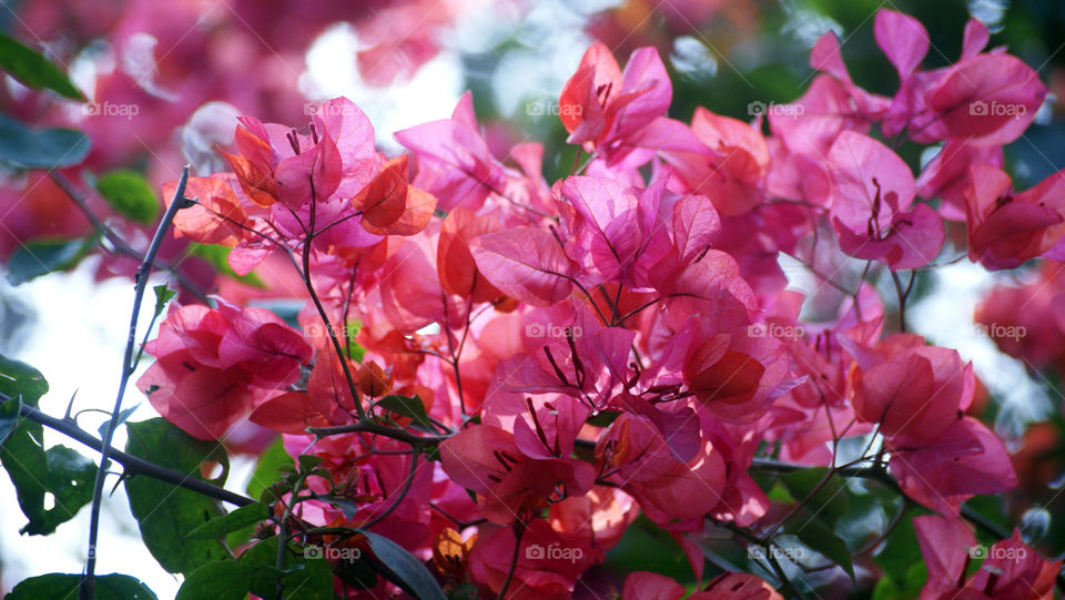 Burst of colours - bougainville - light to dark - fascinate the eye - camera loves capturing it.