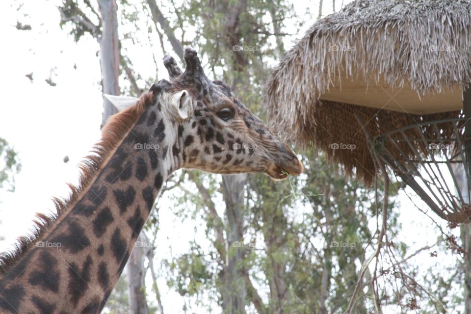 Feeding