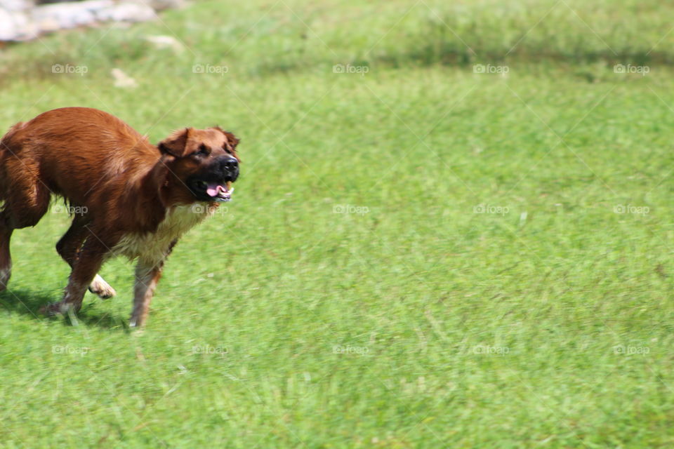 Run doggie, run!