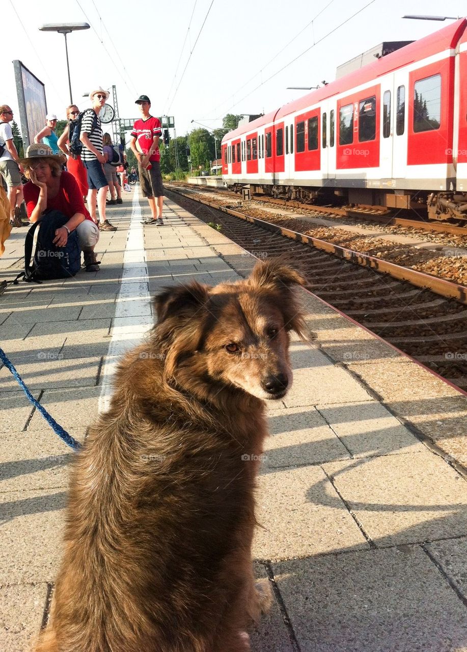 Dog waiting on train