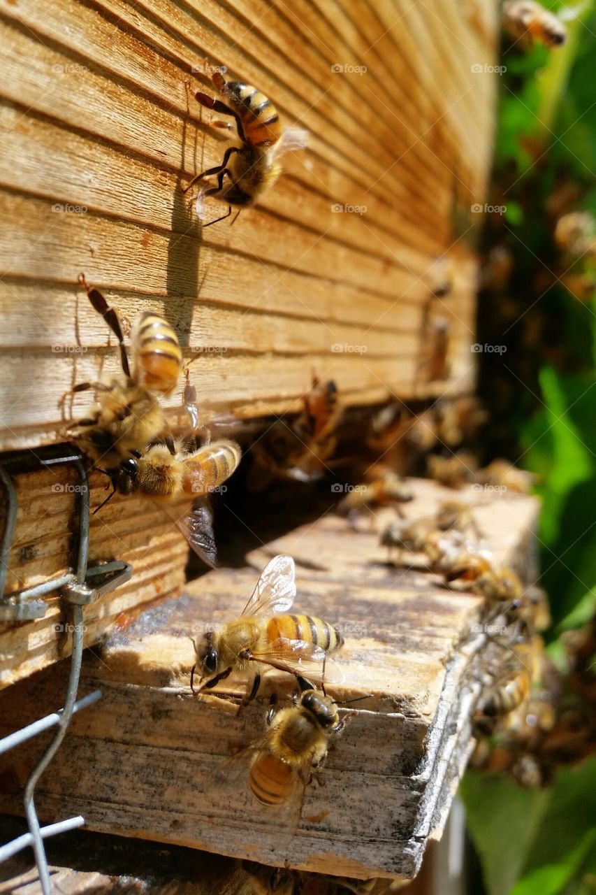Close-up of bees in hive