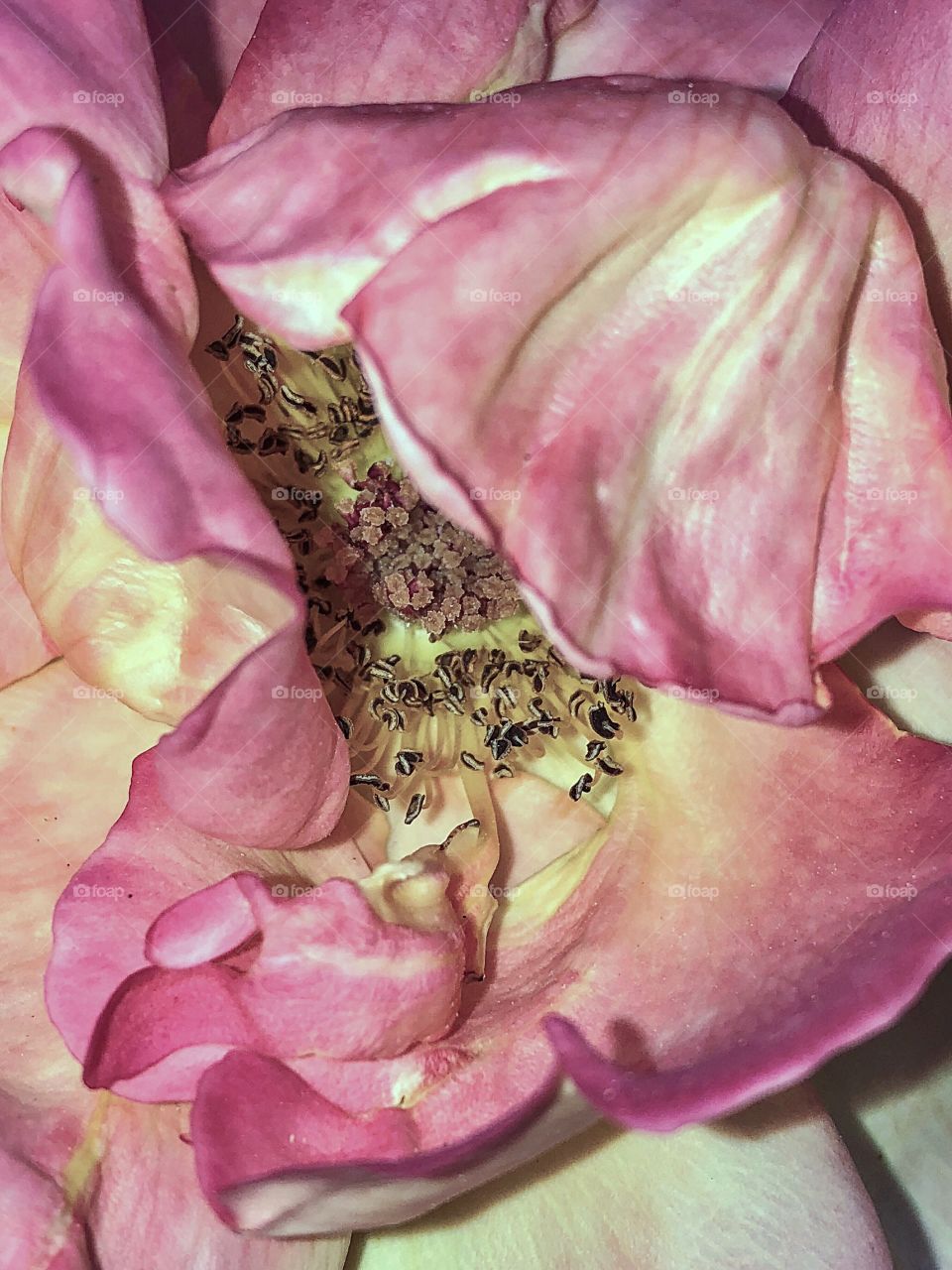 Inside Rosa flower 