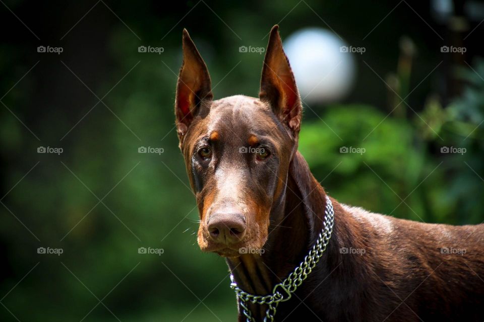 Doberman