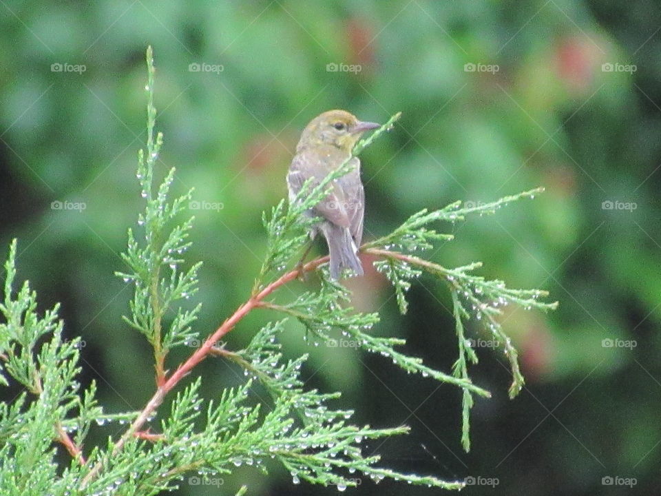 Nature, Tree, Bird, No Person, Outdoors