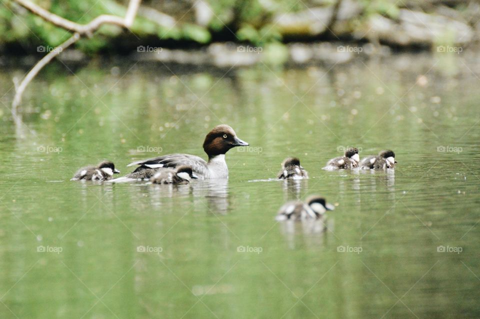 Photo of bird and its children