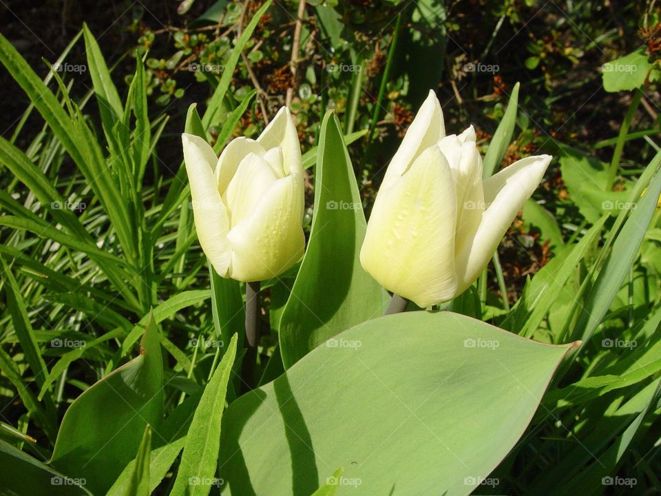 tulips