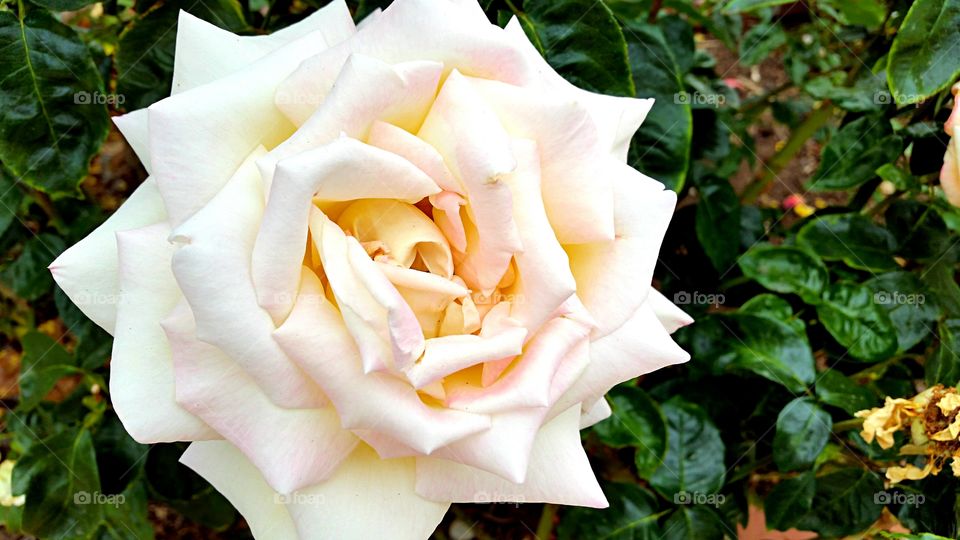 Close-up of a rose flower