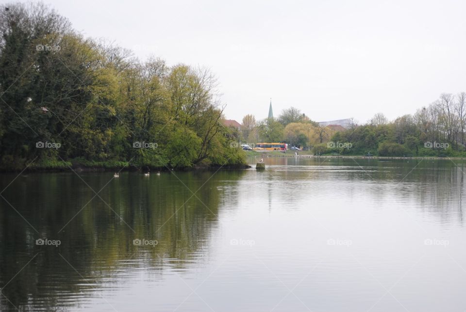 The forest on the edge of the lake