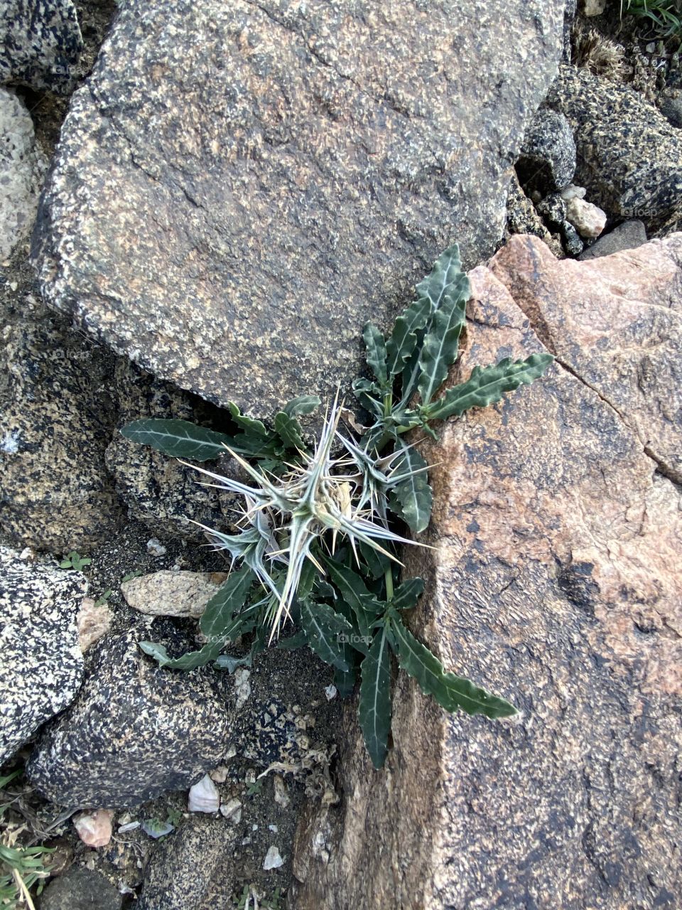 amazing trip with my family in the eid , city taif ,desert herbal 