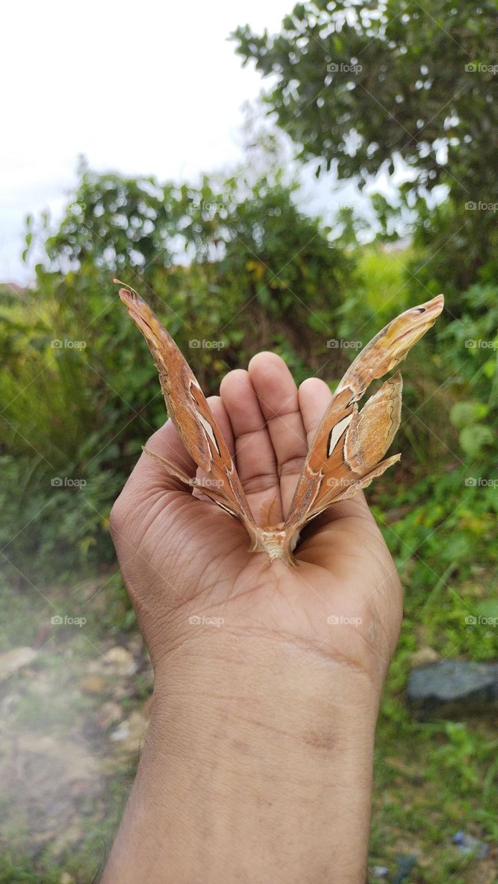 Kupu-kupu raksasa, Kupu-kupu gajah atau Atlas moth (Attacus atlas)
Sejenis ngengat bertubuh sangat besar khas daerah tropis.