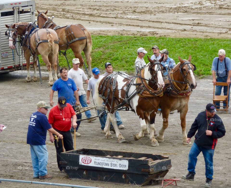 Sled Pull Competition with Horse Teams at Fair in Ohio