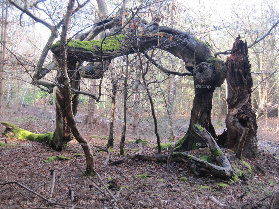 Strange Tree Growth