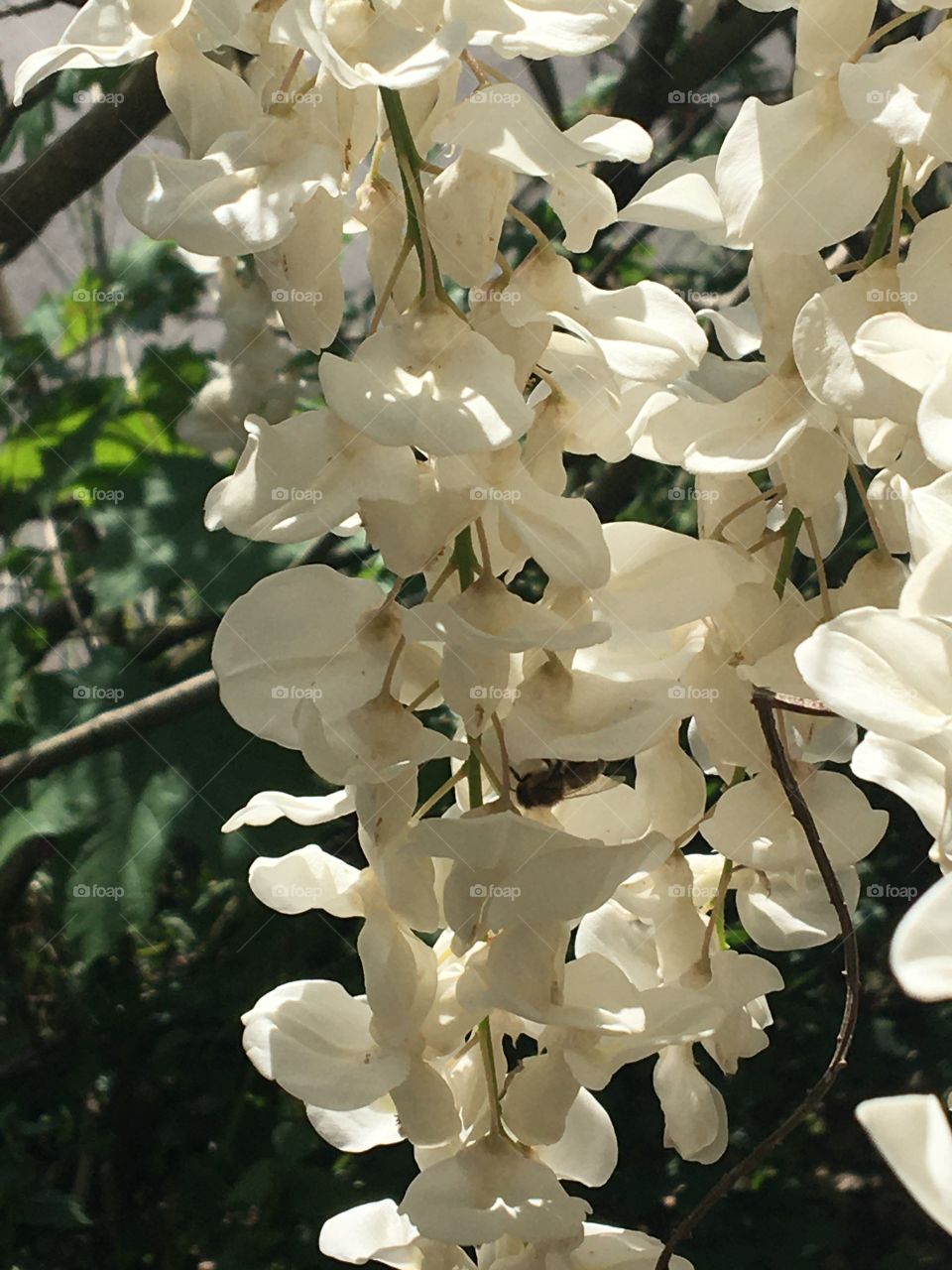 White wisteria between light and shadow
