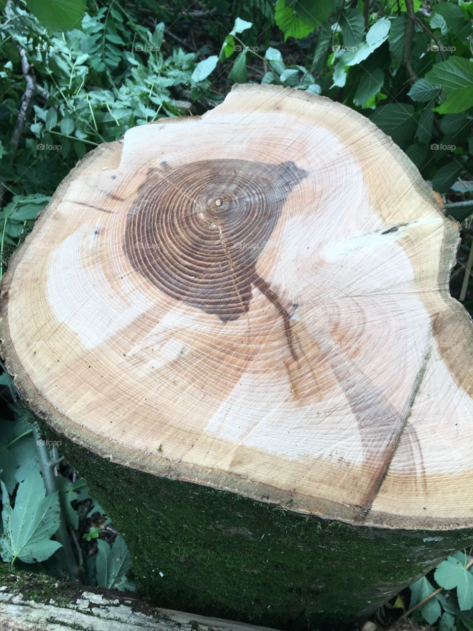 Growth rings of a tree