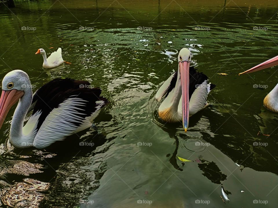 The great white pelican (Pelecanus onocrotalus) aka the eastern white pelican, rosy pelican or white pelican. A group of pelicans finding and waiting for food from visitors in the zoo.