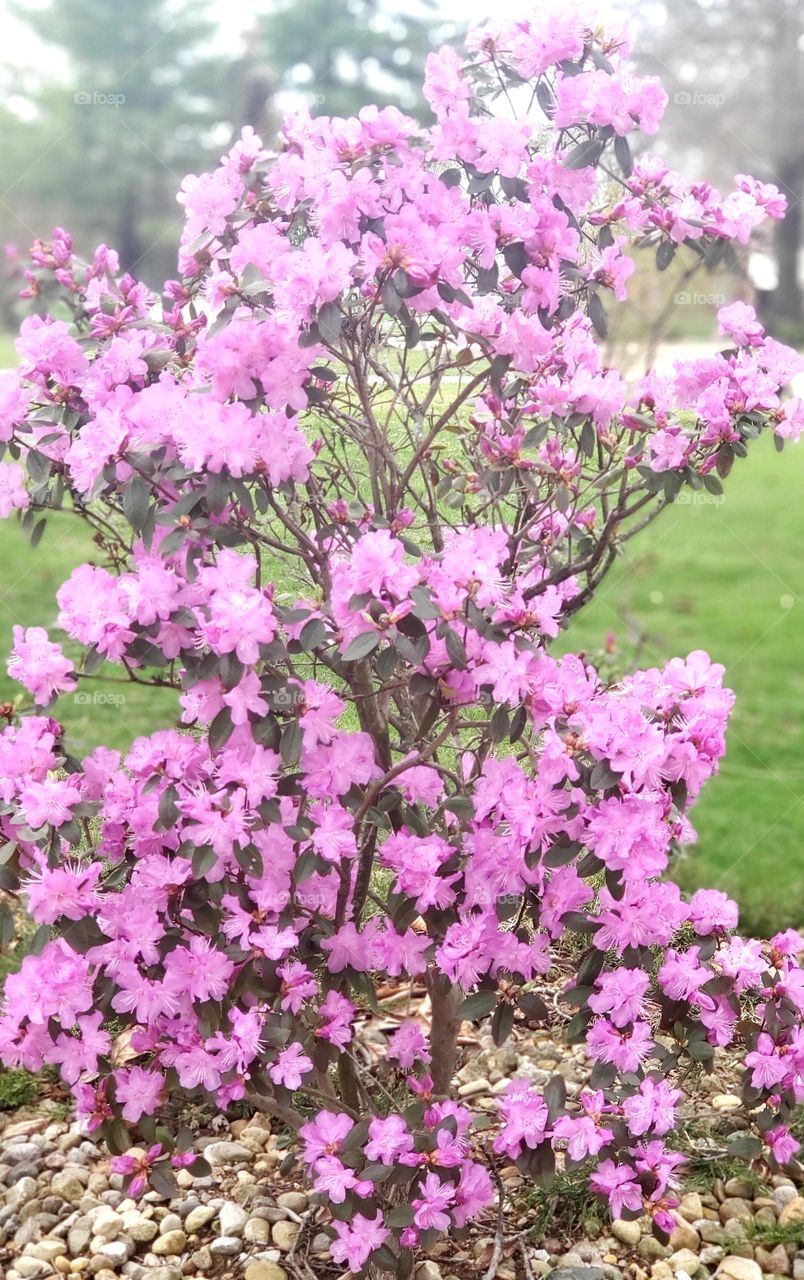 awesome blooming floral shrub in the early spring time.