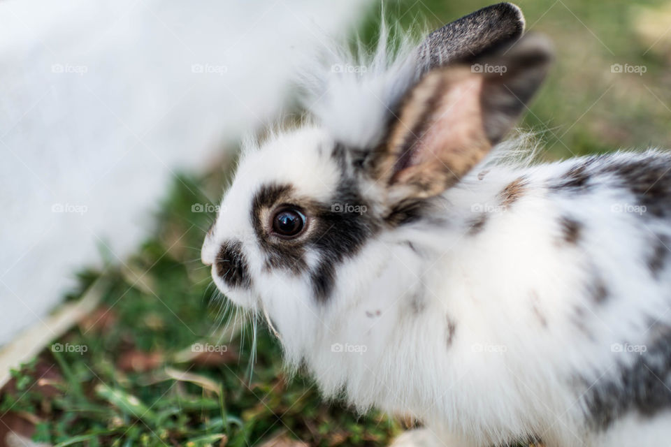 Rabbit eating green grass.