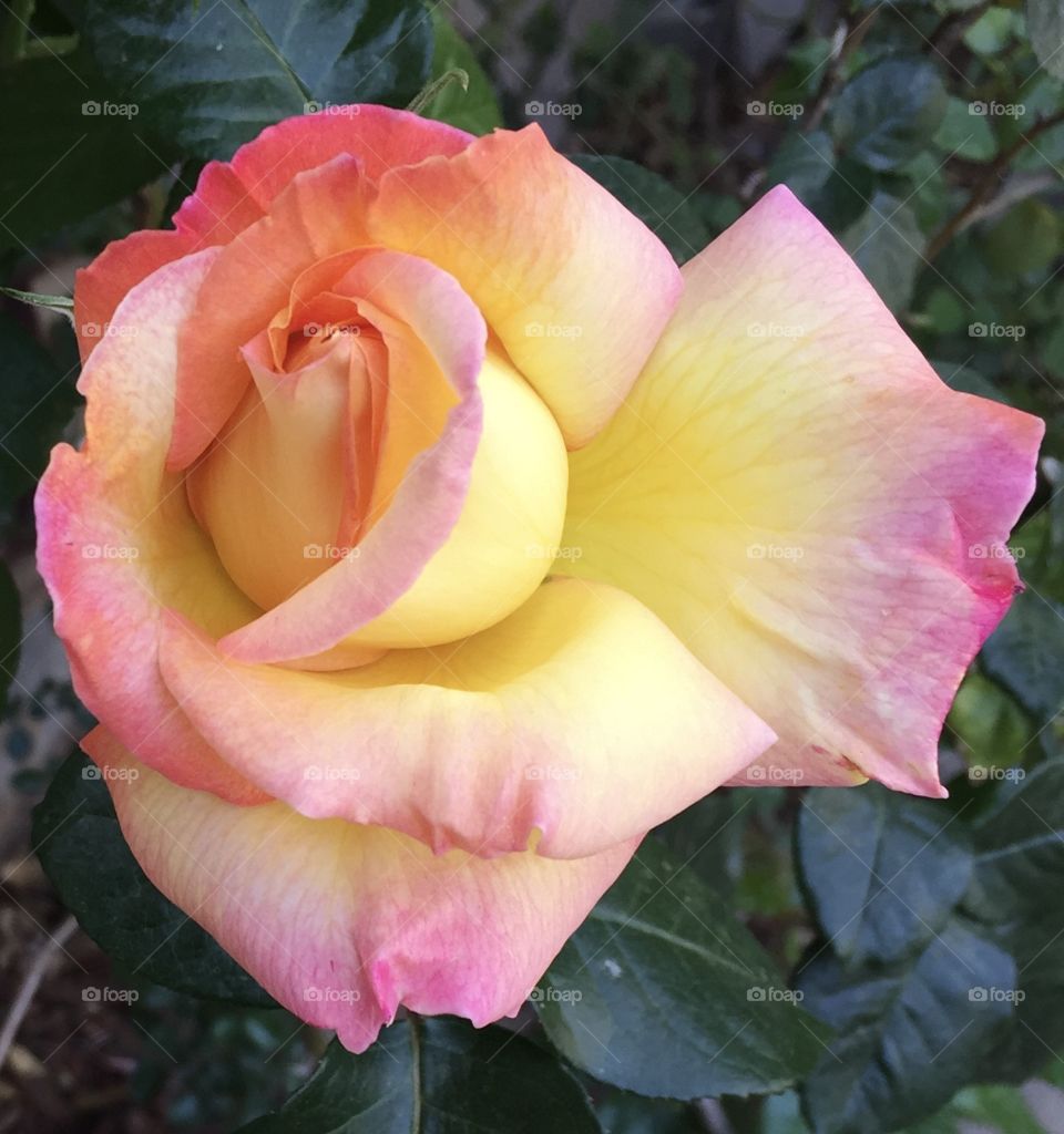 PEACE ROSE SHOWING IT