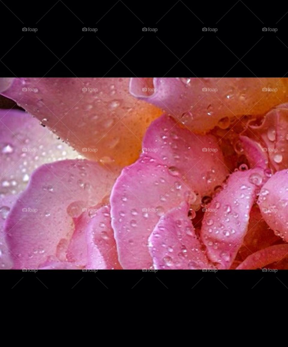 Rose petals..