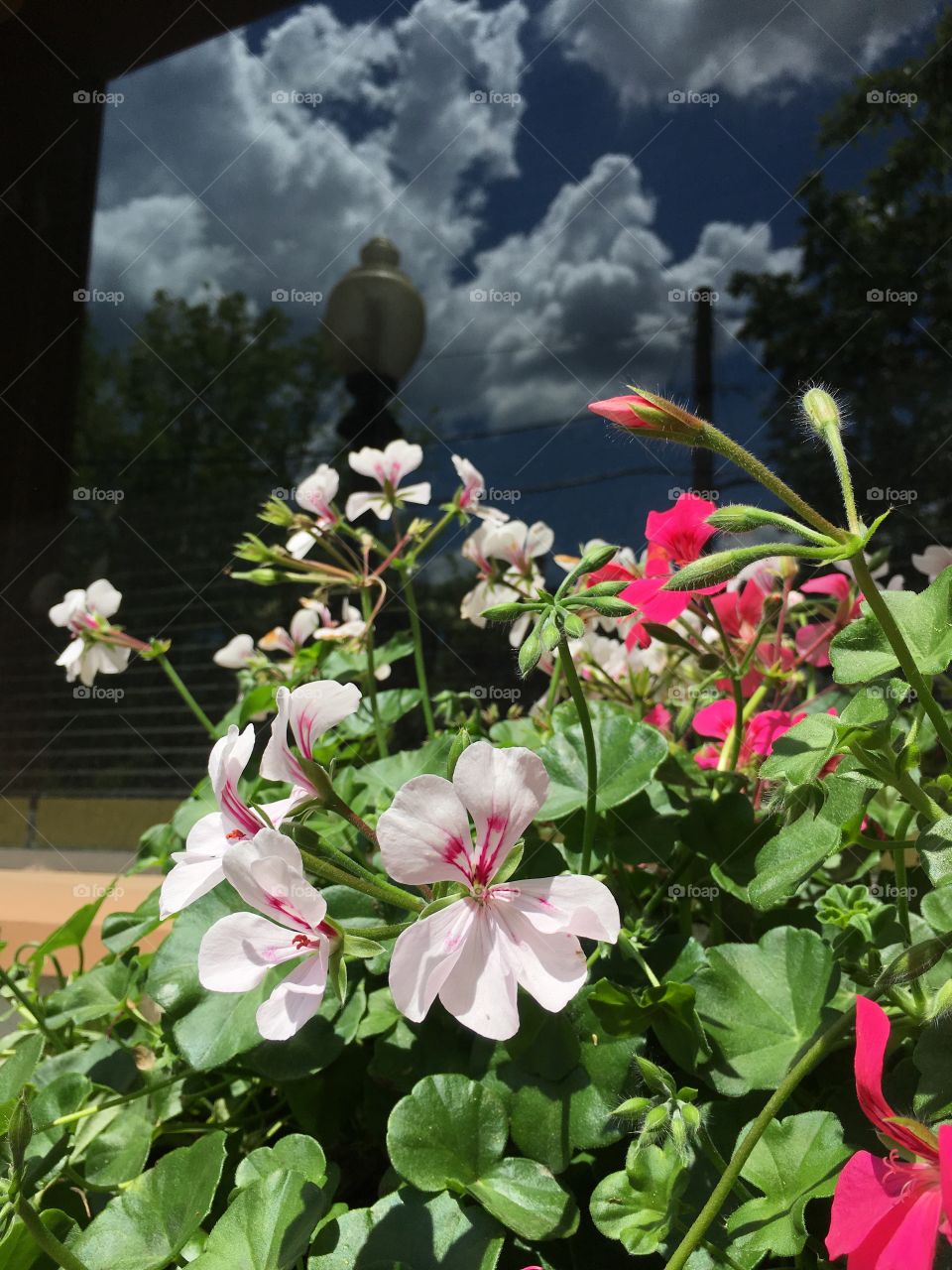 Flowers and reflection 