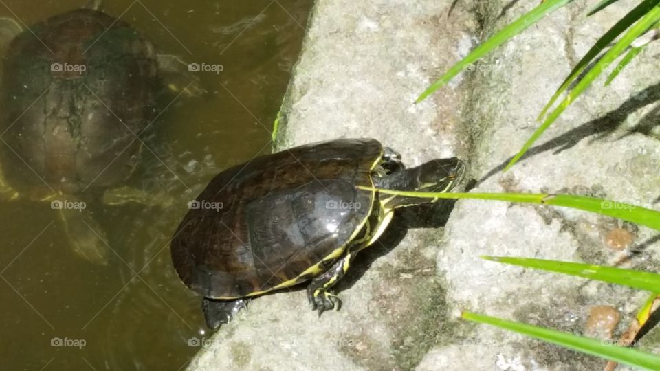 turtle