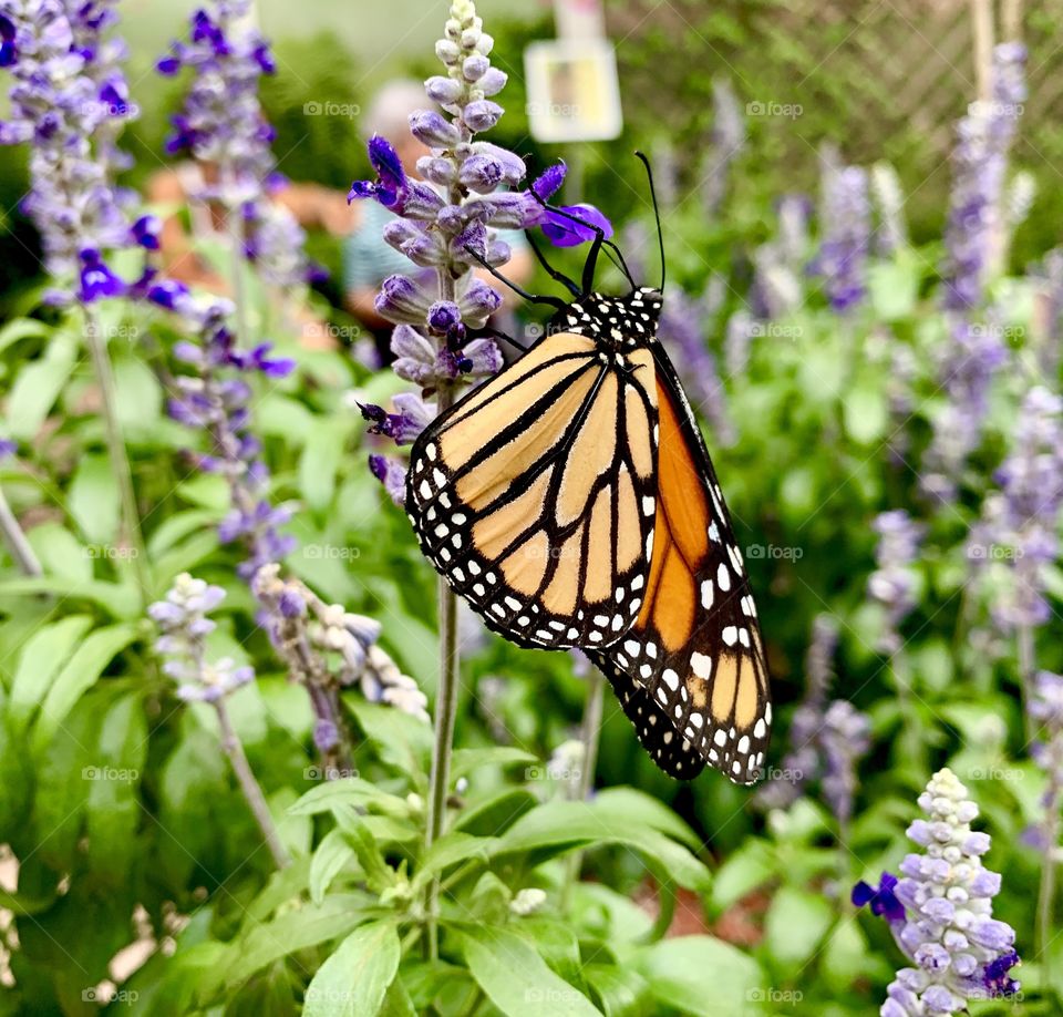 Monarch 